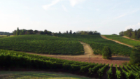 A world-class winery on the hills of Monferrato